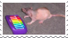 rat with xylophone